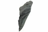 Partial Fossil Megalodon Tooth - Serrated Edge #289289-1